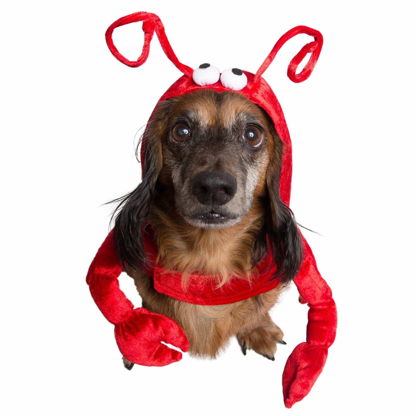 Lobster Pet Costume