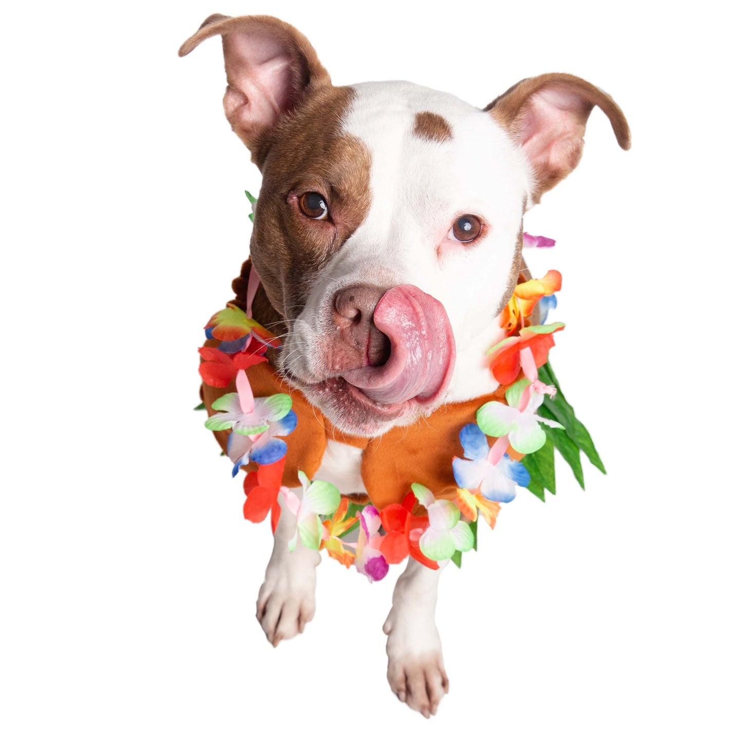 Hula Dog Pet Costume