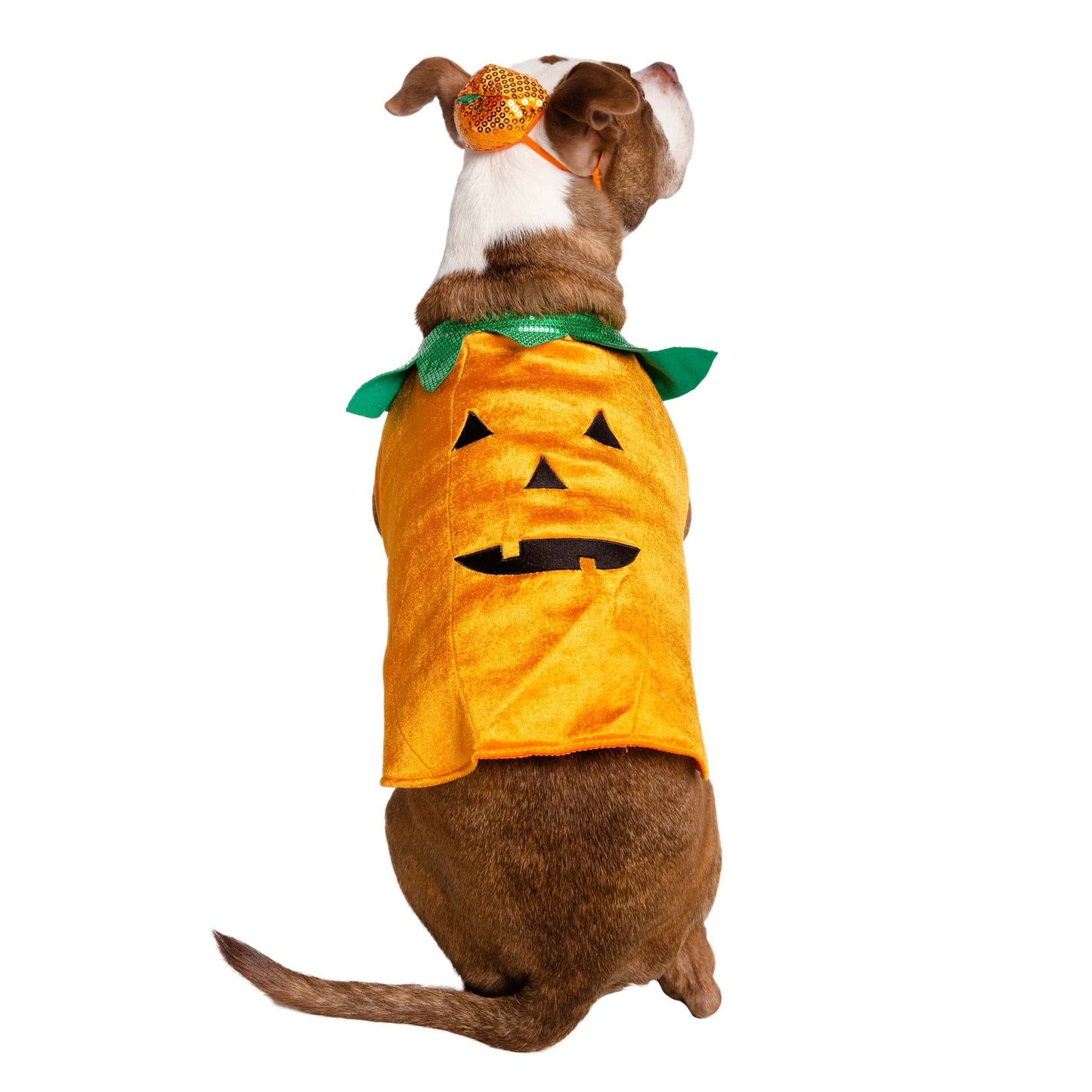 Pumpkin Pet Costume