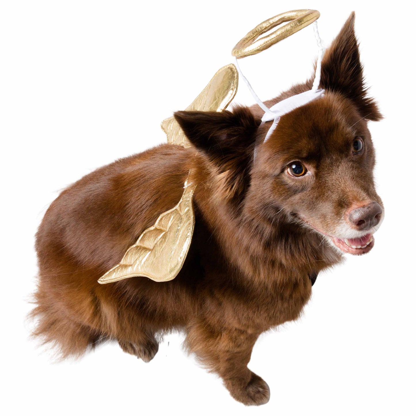 Angel Pet Costume