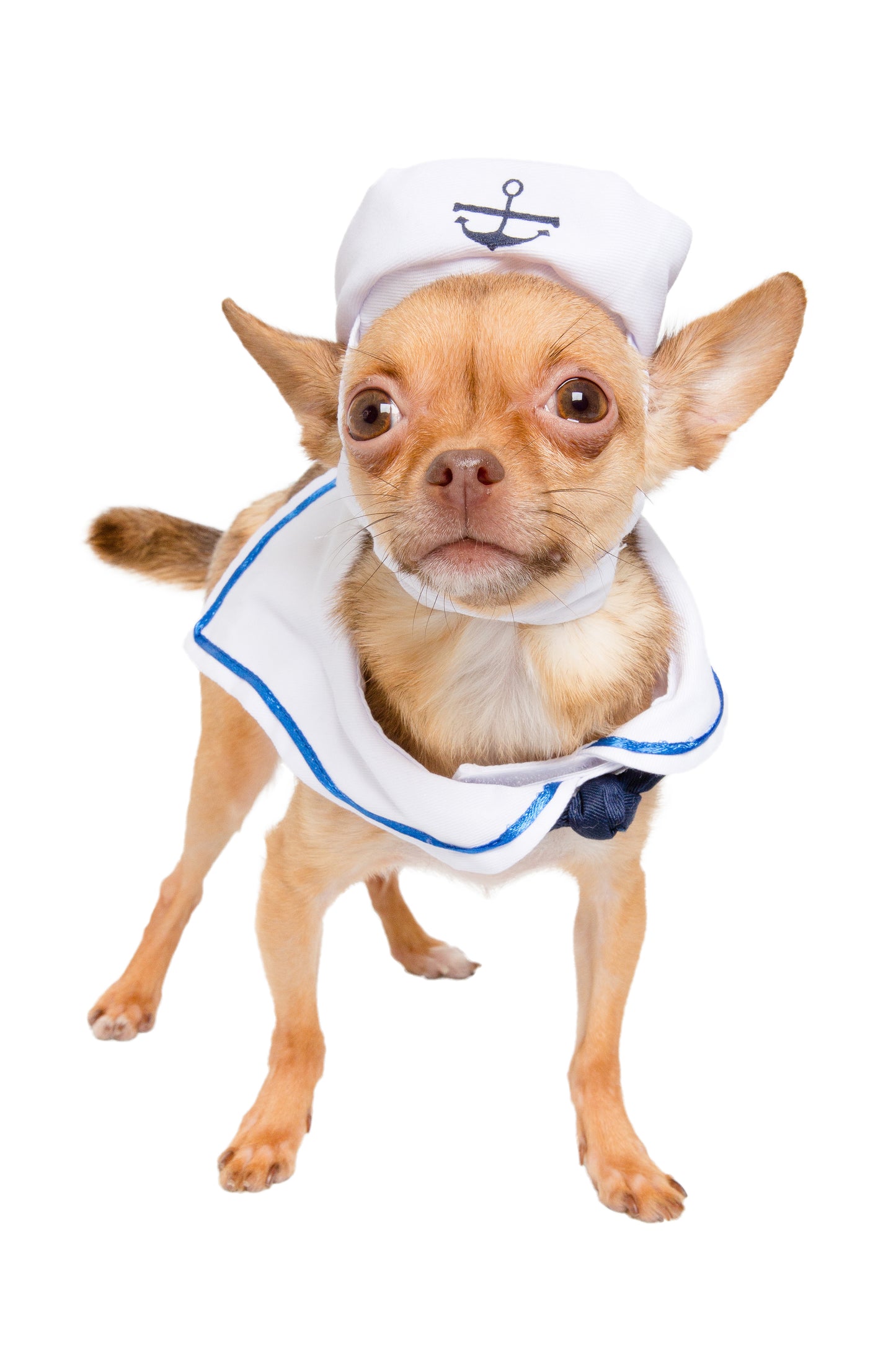 Sailor Dog Costume