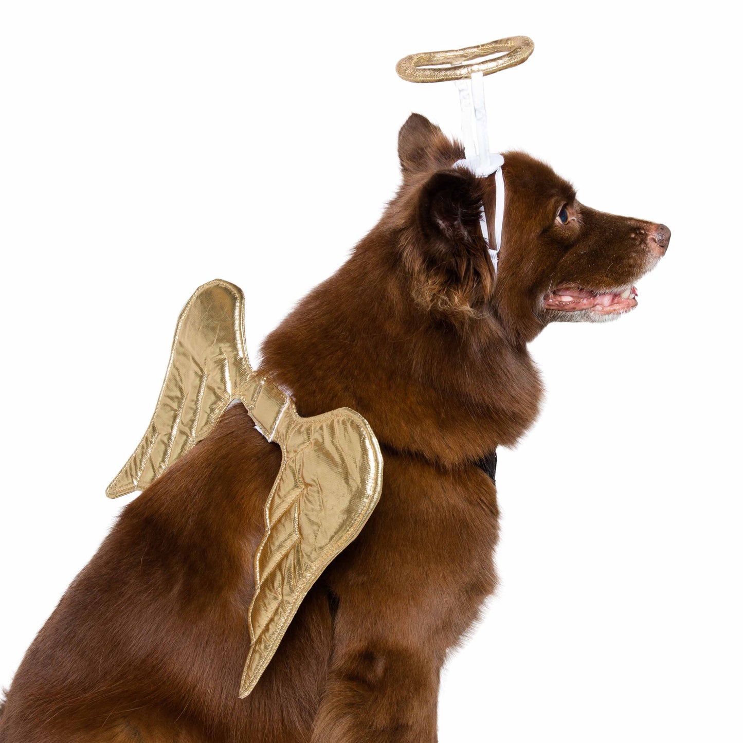 Angel Pet Costume