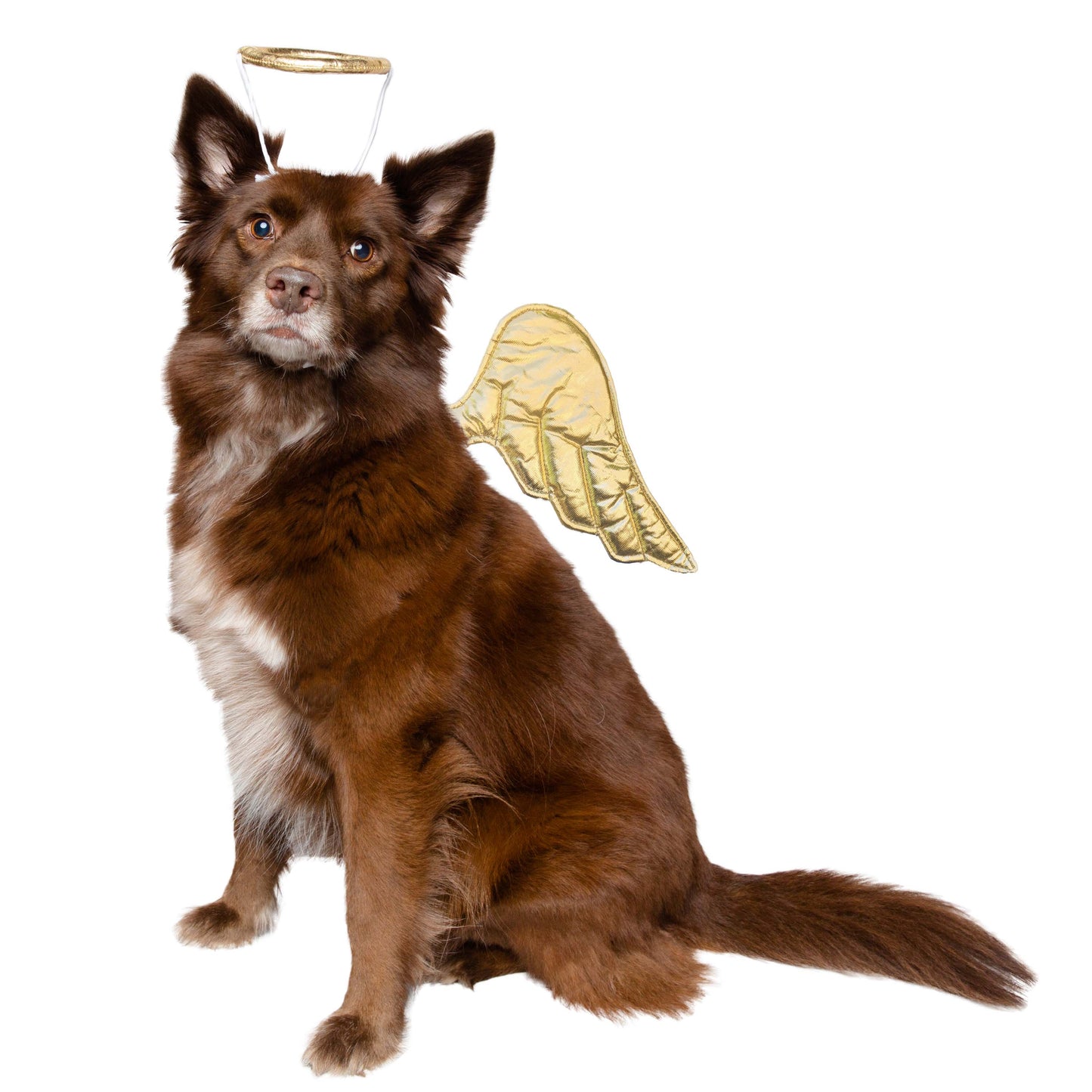 Angel Pet Costume