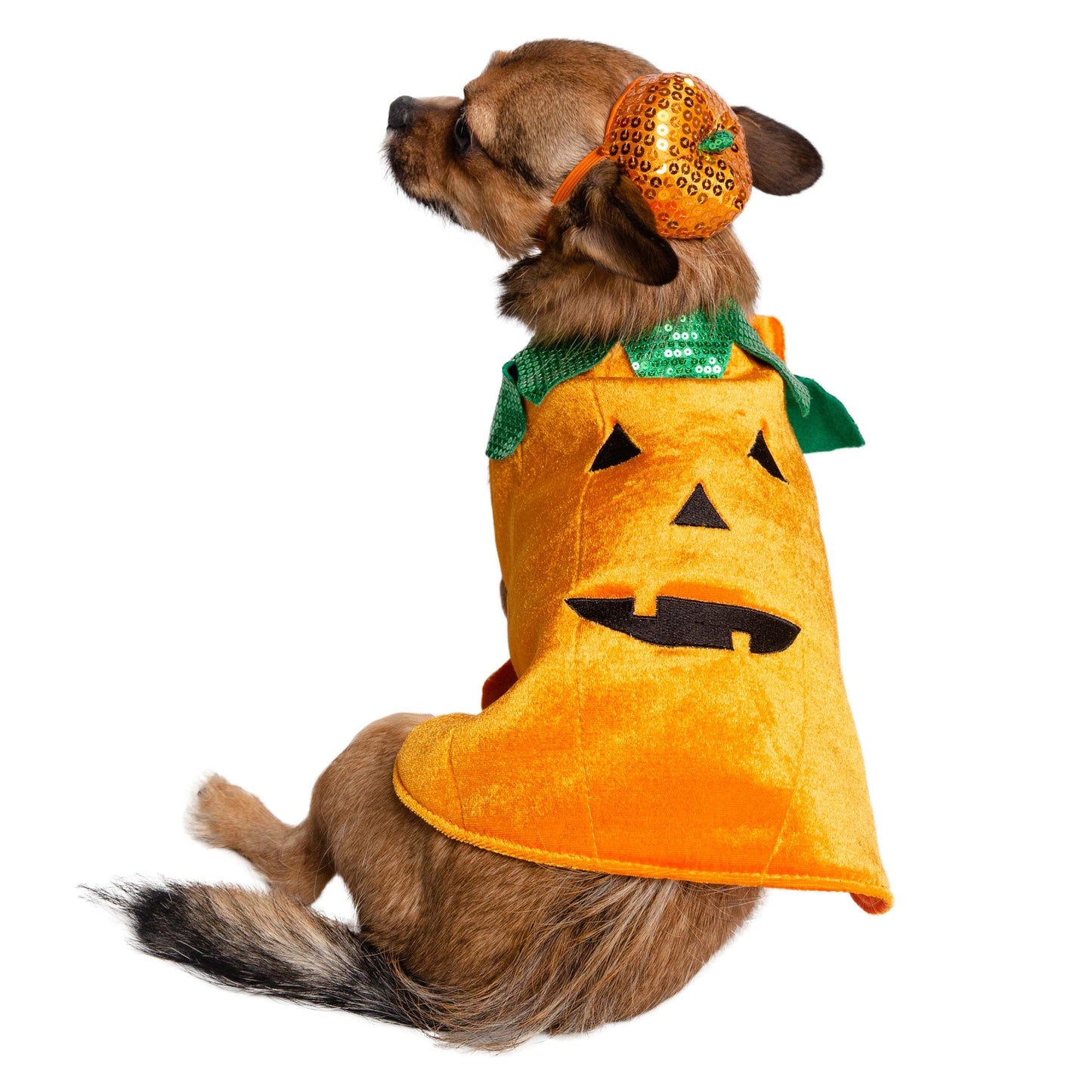 Pumpkin Pet Costume