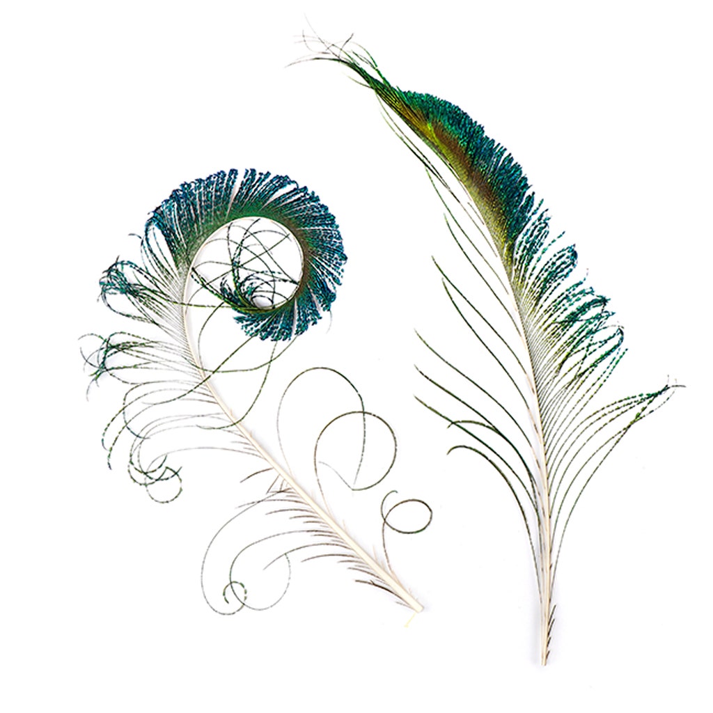 Peacock Feather Swords